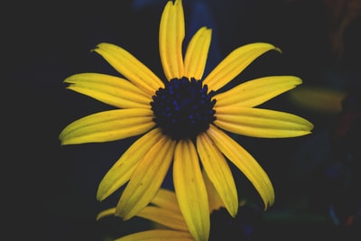 黄色的雏菊
